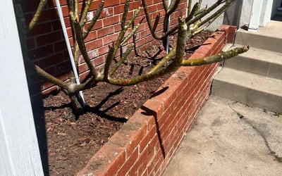Photo of Amber L.'s yard after getting landscaping in Boulevard, CA