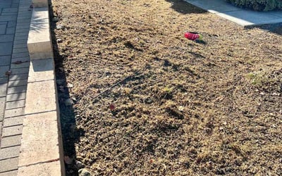 Photo of Sharon Y.'s yard after getting landscaping in Carlsbad, CA