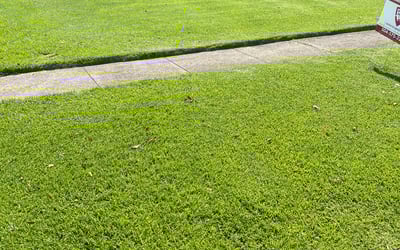 Photo of Deborah S.'s yard after getting landscaping in Holden, LA