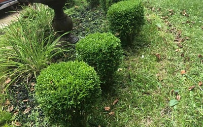 Photo of Mack P.'s yard after getting tree care in Dayton, OH