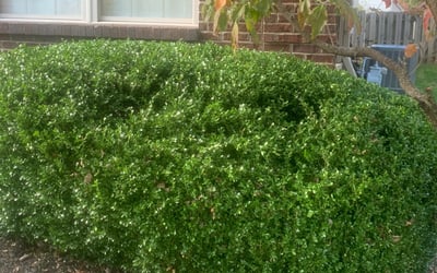 Photo of Michael S.'s yard after getting landscaping in Wilmore, KY