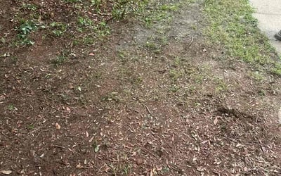 Photo of Molly S.'s yard after getting landscaping in Santa Rosa Beach, FL