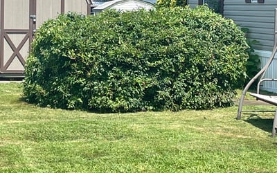 Photo of Wendy T.'s yard after getting landscaping in Kennett Square, PA