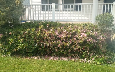 Photo of Kaleb C.'s yard after getting tree care in Smithfield, VA