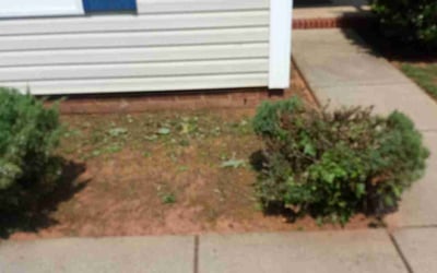 Photo of Danielle H.'s yard after getting landscaping in Mc Connells, SC