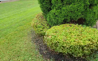 Photo of Andrew H.'s yard after getting landscaping in Disputanta, VA