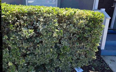 Photo of Andrew F.'s yard after getting tree care in Yorba Linda, CA