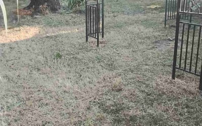 Photo of Dylan G.'s yard after getting landscaping in Modesto, CA