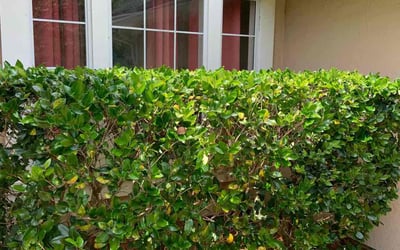Photo of Michael B.'s yard after getting landscaping in Bryceville, FL