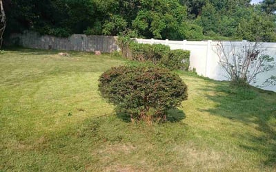 Photo of Shari J.'s yard after getting tree care in Amissville, VA