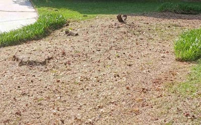 Photo of James D.'s yard after getting landscaping in Hampton, GA