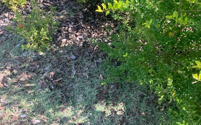 Photo of Daniel C.'s yard after getting landscaping in Crystal Beach, FL