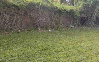 Photo of Jessica G.'s yard after getting tree care in Pembroke Pines, FL