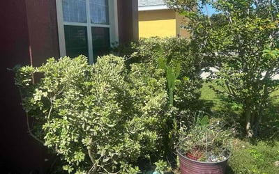Photo of Gayle G.'s yard after getting tree care in Odessa, FL