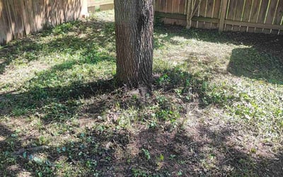 Photo of Alicia D.'s yard after getting landscaping in Frederick, MD