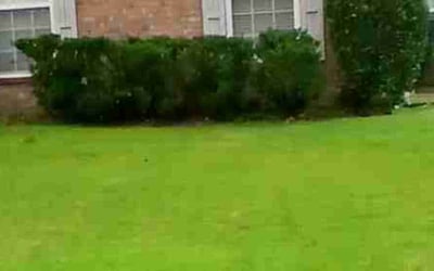 Photo of George W.'s yard after getting landscaping in Southaven, MS