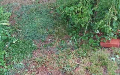 Photo of Nathan S.'s yard after getting landscaping in Bardwell, TX