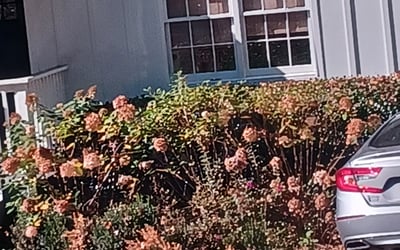 Photo of Andrew M.'s yard after getting landscaping in Turin, GA