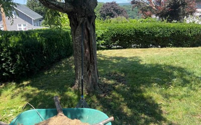 Photo of Aremo A.'s yard after getting tree care in Shelton, CT
