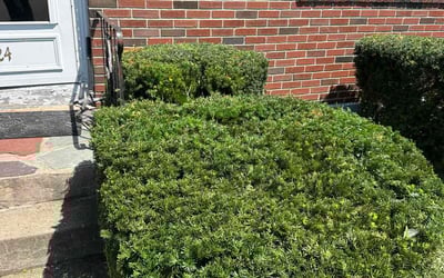 Photo of Charlotte C.'s yard after getting lawn care in Boston, MA