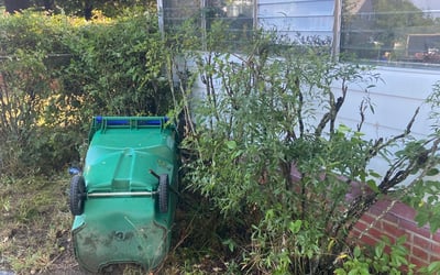 Photo of Sheila, J.'s yard after getting tree care in Colonial Heights, VA