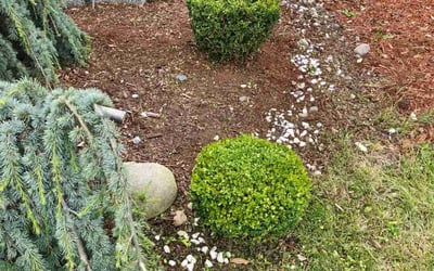 Photo of Cody M.'s yard after getting landscaping in Puyallup, WA