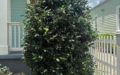 Photo of Rebecca F.'s yard after getting landscaping in New Orleans, LA