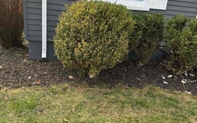 Photo of Melissa G.'s yard after getting landscaping in Harrison Township, MI