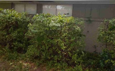 Photo of Kyle S.'s yard after getting landscaping in Livingston, LA