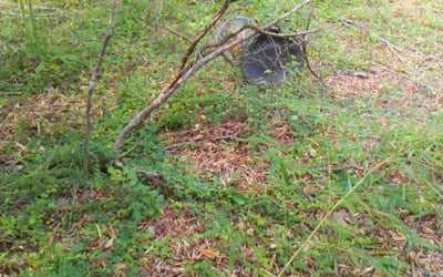 Photo of Charles Y.'s yard after getting landscaping in Kershaw, SC