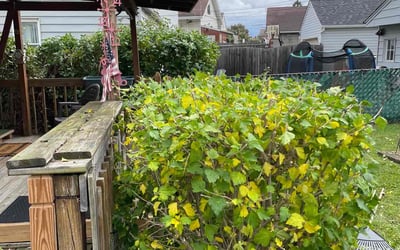 Photo of Barbara b.'s yard after getting landscaping in Sheffield Lake, OH
