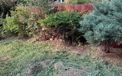Photo of Emily B.'s yard after getting landscaping in Silver Plume, CO