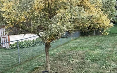 Photo of Irene D.'s yard after getting landscaping in Bellbrook, OH