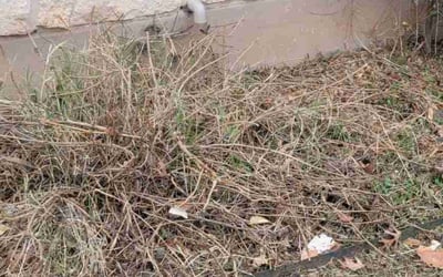 Photo of Sagar B.'s yard after getting tree care in Cedar Park, TX