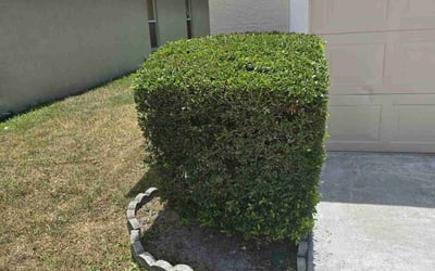 Photo of Stephen N.'s yard after getting landscaping in Longwood, FL