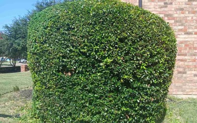 Photo of Sondra M.'s yard after getting landscaping in Plano, TX