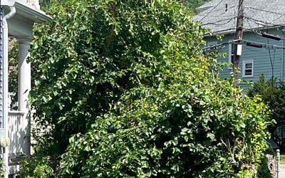 Photo of Mary L.'s yard after getting landscaping in Belmont, MA