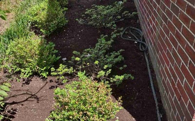 Photo of Sue S.'s yard after getting landscaping in Winchester, KY