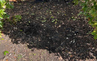 Photo of Debra B.'s yard after getting landscaping in Riverdale, GA