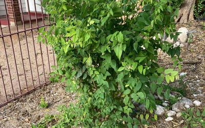 Photo of Michael R.'s yard after getting landscaping in Charlotte, TX
