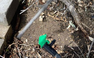 Photo of Diane C.'s yard after getting landscaping in Thousand Palms, CA