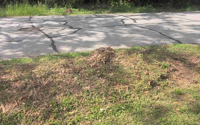 Photo of Stephen P.'s yard after getting landscaping in Mauldin, SC