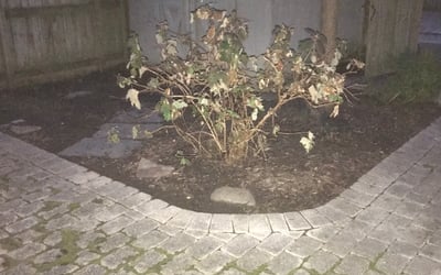 Photo of Amanda S.'s yard after getting landscaping in Brandy Station, VA