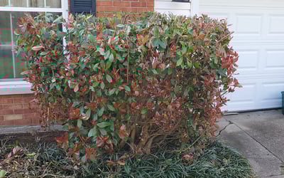 Photo of Jason H.'s yard after getting landscaping in Fairdale, KY