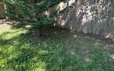 Photo of Christina G.'s yard after getting landscaping in Washington, DC
