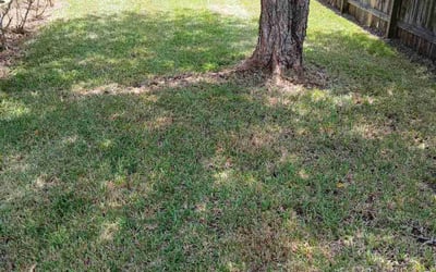 Photo of Edward W.'s yard after getting landscaping in Elkton, FL