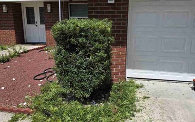 Photo of William J.'s yard after getting landscaping in Valrico, FL