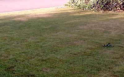 Photo of Colleen L.'s yard after getting landscaping in Delano, CA