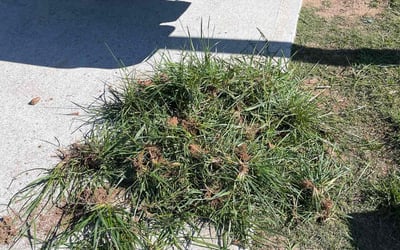 Photo of Annalies A.'s yard after getting landscaping in Hoschton, GA