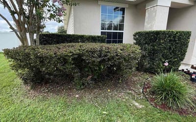 Photo of Sarah V.'s yard after getting tree care in Yulee, FL